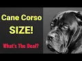 Cane Corso Size What s The Deal