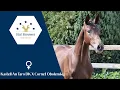 Download Lagu Kastell An Taro DK X Cornet Obolensky mare