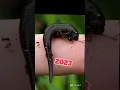 Download Lagu Leech #leech #animal #2023 #youtubeshorts