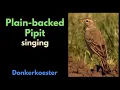 Download Lagu Plain-backed Pipit singing