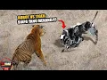 Lagu Menyaingi Tuhan!? Manusia Ciptakan Robot Binatang Super Canggih, Dibuat Untuk Melawan Hewan Asli ??