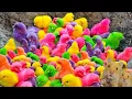 Download Lagu Tangkap Ayam Lucu, Ayam Warna Warni, Ayam Rainbow, Bebek Angsa, Ikan Hias, Hamster, Kelinci, Kucing