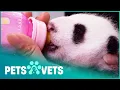 Saving The Endangered Giant Panda Panda Nursery Pets Vets