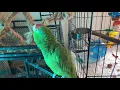 Red headed amazon parrot whistling