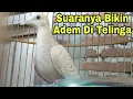 Download Lagu Perkutut Udan Mas Majapahit Suara Besar Gacor Pancingan Semua Jenis Perkutut
