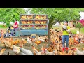 Download Lagu Rewind Timelapse: Use 3-Wheeled Vehicle Harvest 1000+ Chickens to Market - Take Care of Farm Animals