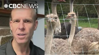 Was There An Alternative To Culling Hundreds Of B C Ostriches 