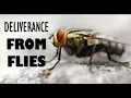 Deliverance From Flies John Eckhardt s Prayers That Rout Demons