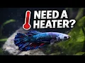 Do Betta Fish Need a Heater Watts Per Gallon Guide