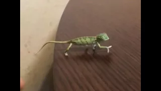 تغير لون الحرباء دندنها