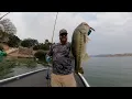 Download Lagu Monster Bass Eats Topwater! #shorts