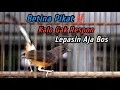 Lagu PANCINGAN PENGGACOR MURAI BATU DIAM PALING JITU‼️KRETEKAN TAJAM BETINA PENJEBOL EMOSI SEMUA JANTAN