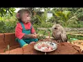 Download Lagu Bon the monkey rescues a lost baby owl in the bushes