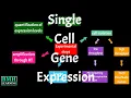 Single Cell Gene Expression Single-cell Transcriptomics