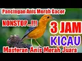 Download Lagu PANCINGAN BURUNG ANIS MERAH MASTERAN 3 JAM FULL | 3 Hours Orange Headed Thrush.