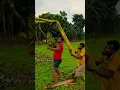 Download Lagu Panen buah pisang di kebun dengan hasil yang sangat memuaskan #shorts