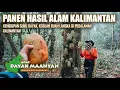 Lagu Kehidupan Suku Dayak, Surga Hasil Alam Kalimantan 🌿 Panen Cempedak, Papaken \u0026 Rebung di Pedalaman