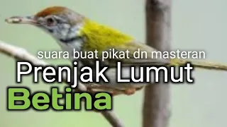 Download Suara Prenjak lumut betina buat pikat dan masteran mp3 MP3