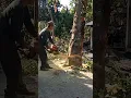 Stihl 070 Pohon nangka berbahaya hampir remukkan rumah #Dekarichanel #stihl070 #chainsaw
