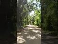 Rush hour on Daufuskie