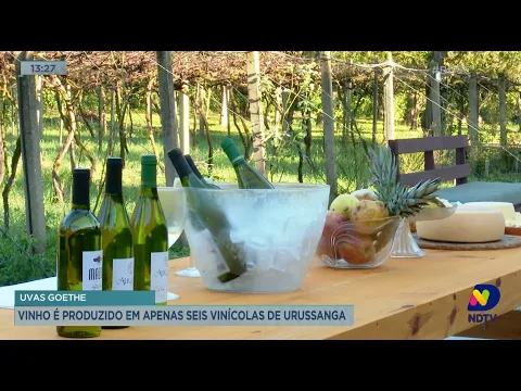 Uvas goethe: vinho é produzido em apenas seis vinícolas de Urussanga