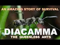 Download Lagu Diacamma - The Queenless Ants