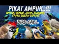 Download Lagu SUARA PIKAT TRUCUKAN RIBUT VS KUTILANG RIBUT 100% AMPUH