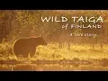 Lagu DE WILDE TAIGA VAN FINLAND - EEN LIEFDESVERHAAL | Wildlifefotografie, Fotoblind, Beren en wolven