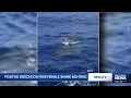 Download Lagu Boaters off Sanibel Island got shock of a lifetime after coming face-to-face with a whale shark