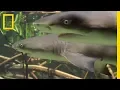 Download Do Lemon Sharks Attack Each Other? | SharkFest mp4 3gp mp3 videos - waplic