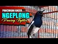 Download Lagu MASTERAN KACER GACOR NGEPLONG, AMPUH PANCING KACER KURANG EMOSI MENJADI FIGHTER