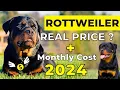 Rottweiler Dog Price In India 2024 Rottweiler Price And Monthly Cost