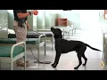 K9 Chase Memorial