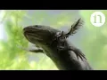 Axolotls A conservation paradox