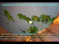 Download Lagu Reggae Vocal Mix 2025 | Khago, Maxi Priest, D'Angel, Chris Howell, Mikey Spice, Gappy Ranks, Mr Gee