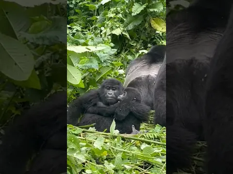 Mom holding her baby tight - Uganda - Bwindi impenetrable - Gorilla Trekking