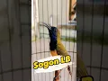 Lagu Sogon Rasa Lovebird #SOGON #sogongacordor