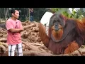Lagu Can the monkeys affected by the flash floods in Aceh survive?