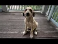 Download Lagu Timid Puppy Kept Wagging Her Tail, Begging for Help With Her Swollen Leg