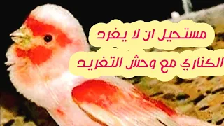 اقوى تغريد كناري للتسميع والتزاوج وتجهيز الاناث والذكر الصامت Canari Singing Training 