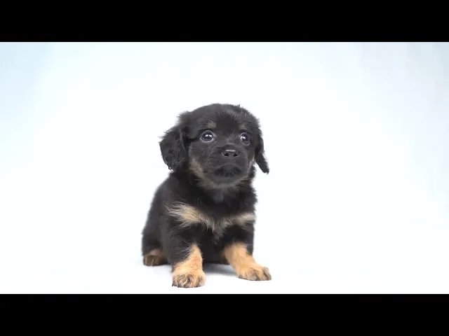 動画