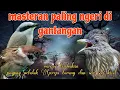 Download Lagu Masteran paling ngeri 🔥 jingjing petulak Gereja tarung dan siri siri kecil