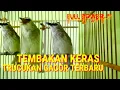 Download Lagu Tembakan Keras TRUCUKAN GACOR Full ISIAN MEWAH Paksa Trucuk Muda Ikut Bunyi