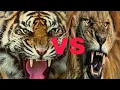 Lagu Tiger roar vs Lion roar || ADTV