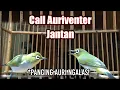 Download Lagu call pleci auri jantan pancingan ngalas