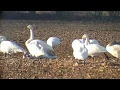 Singschwäne (Cygnus cygnus) auf einem Acker zwischen Vögelsen und Radbruch im Landkreis Lüneburg