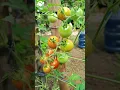 Download Lagu tomat cerry.#tani #berkebun #petiksayur #petiksayur #gemarberkebun #buah #pertanian