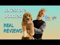 lakeshore doodles google reviews-Goldendoodles