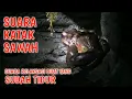 Download Lagu SUARA KATAK MALAM HARI || SUARA KODOK SAWAH, suara relaksasi buat yang susah tidur