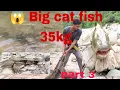 Download Lagu Big catfish||amazing net fishing part 3||Arunachal Pradesh|| perlingomle23#fish  #viral #viralvideo 